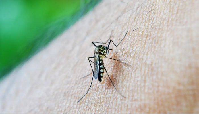  OMS: dengue é indicador da relação mudanças climáticas e arboviroses 